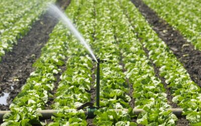 Water is the critical resource for food security