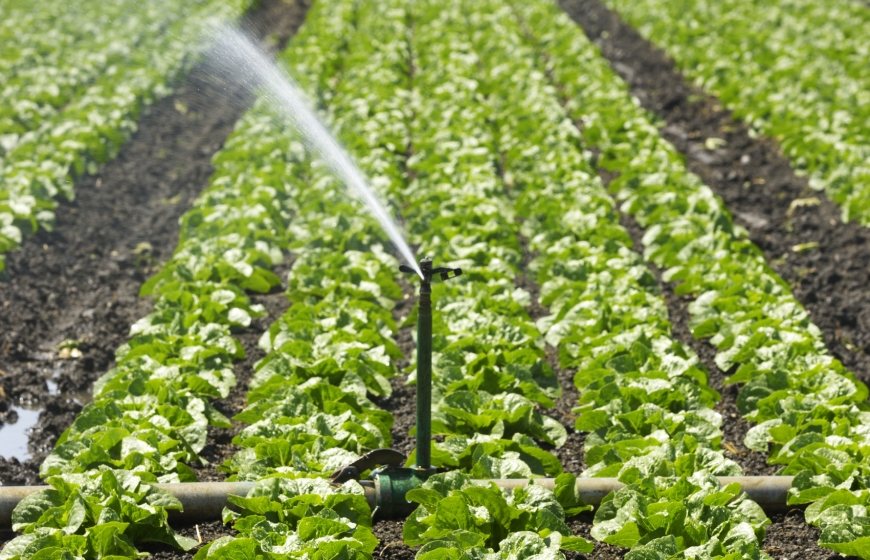 Water is the critical resource for food security